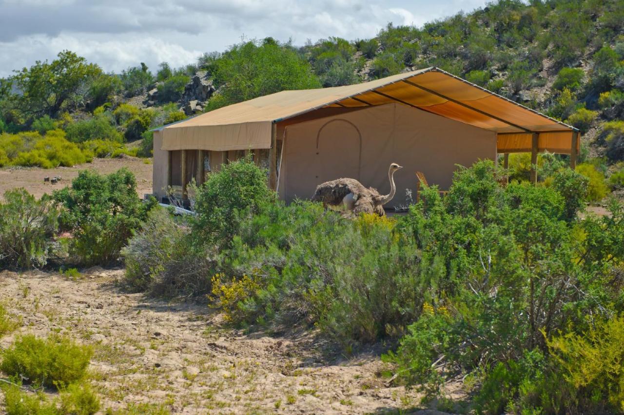 African Game Lodge Montagu Bagian luar foto