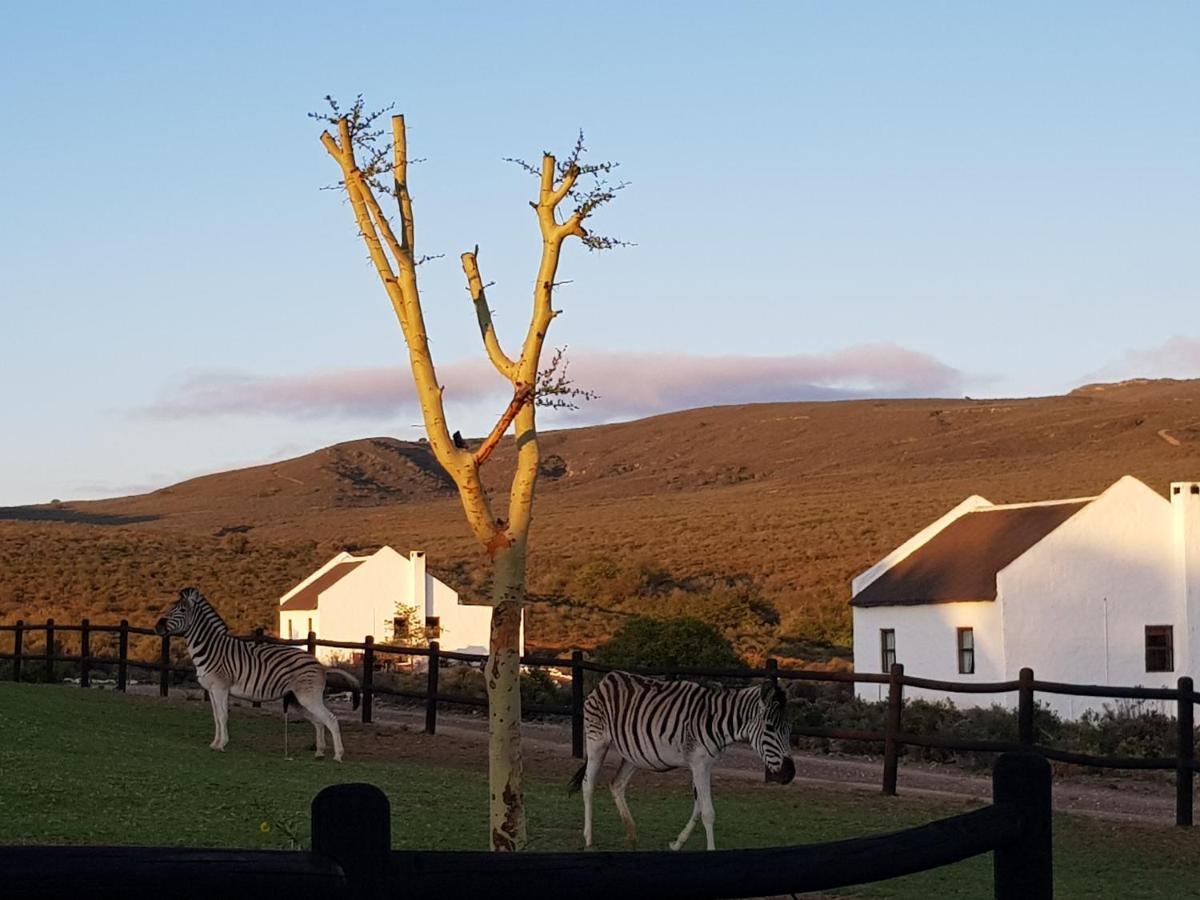 African Game Lodge Montagu Bagian luar foto
