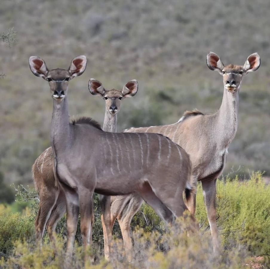 African Game Lodge Montagu Bagian luar foto